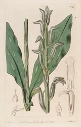 Ilustración de Sarcoglottis grandiflora (como sin. Spiranthes grandiflora)